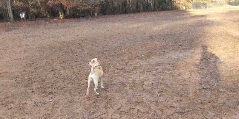 Reedy Creek Park Dog Park - Charlotte, NC