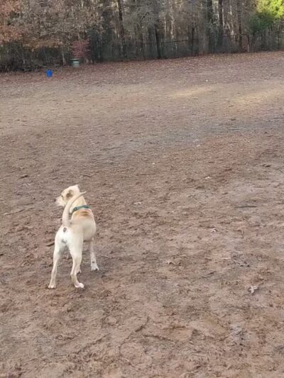 Reedy Creek Park Dog Park - Charlotte, NC