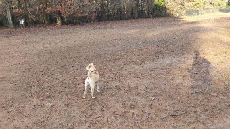 Reedy Creek Park Dog Park - Charlotte, NC