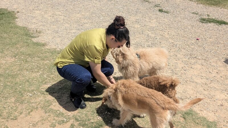 Renaissance Dog Park - Charlotte, NC