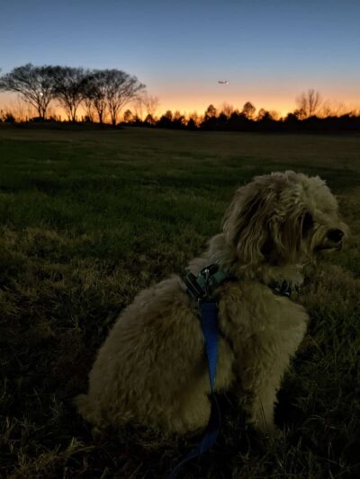 Renaissance Dog Park - Charlotte, NC