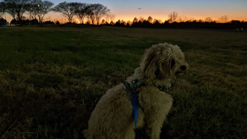 Renaissance Dog Park - Charlotte, NC