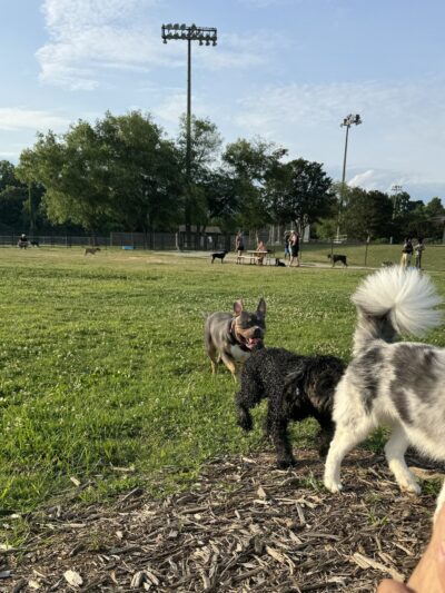 Renaissance Dog Park - Charlotte, NC
