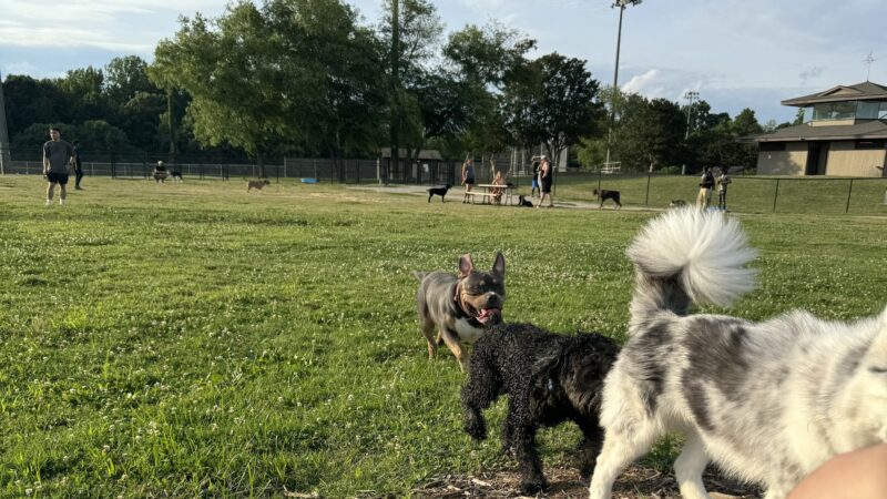 Renaissance Dog Park - Charlotte, NC