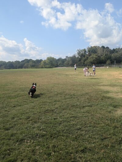 Renaissance Dog Park - Charlotte, NC