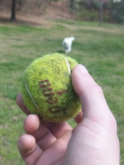 Sedgefield Park - Charlotte, NC