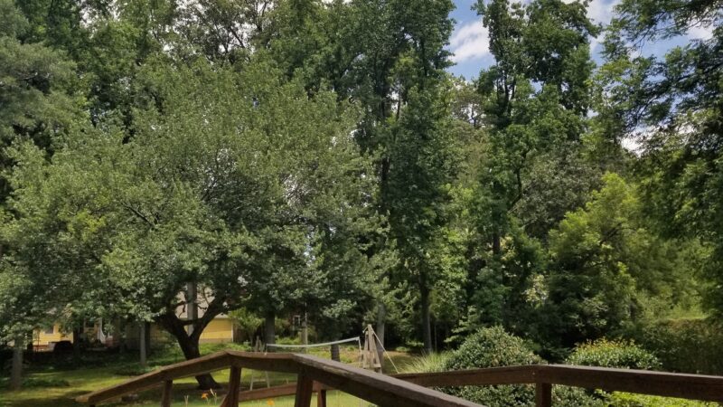 Sedgefield Park - Charlotte, NC