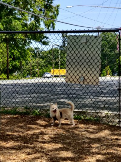 Shamrock Drive Dog Park - Charlotte, NC