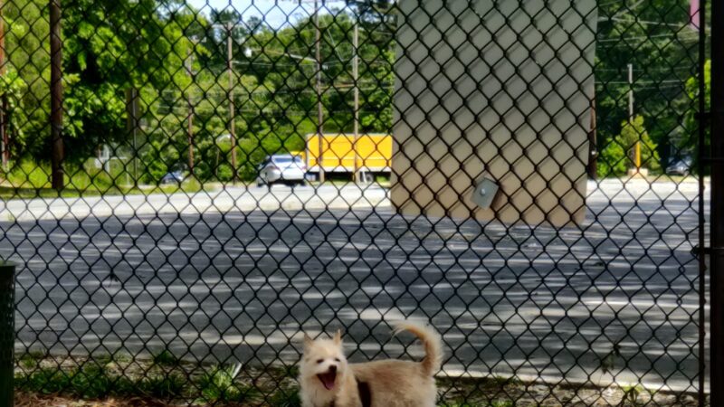 Shamrock Drive Dog Park - Charlotte, NC