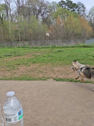 Azalea Park Dog Park - Charlottesville, VA