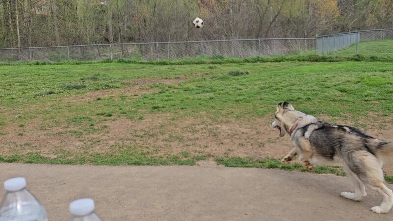 Azalea Park Dog Park - Charlottesville, VA