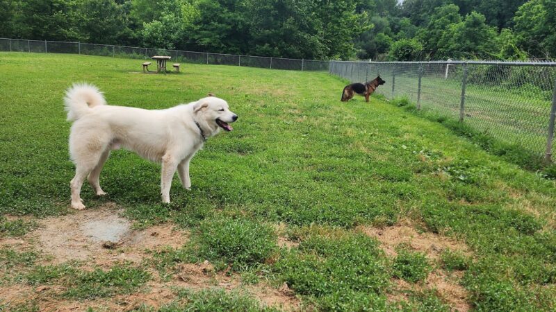 Azalea Park Dog Park - Charlottesville, VA