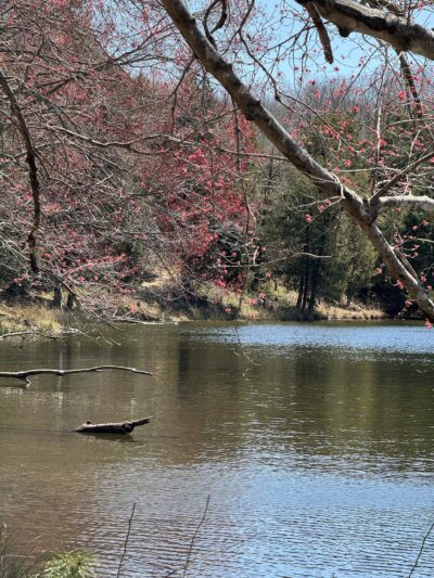 Biscuit Run Park - Charlottesville, VA
