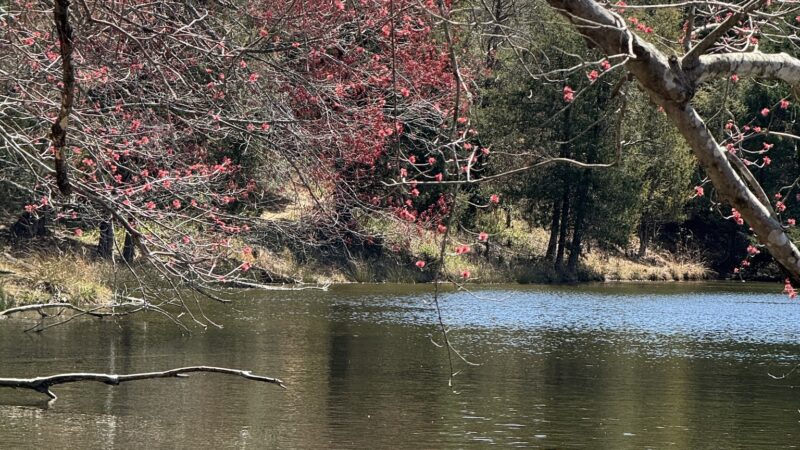 Biscuit Run Park - Charlottesville, VA