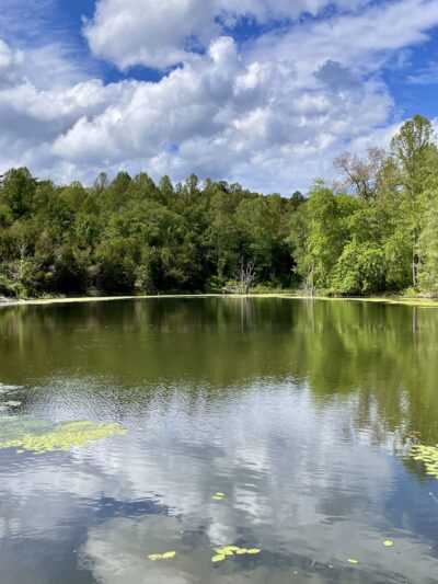 Biscuit Run Park - Charlottesville, VA