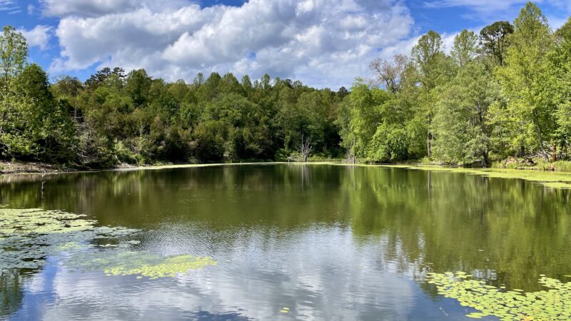 Biscuit Run Park - Charlottesville, VA