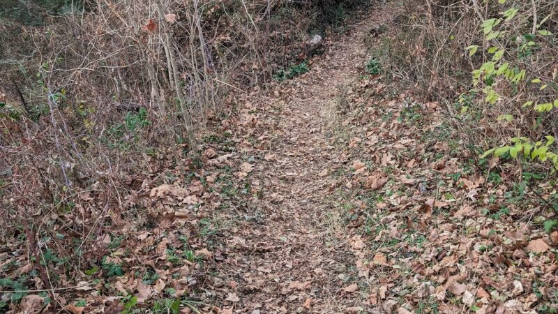 Northeast Park - Charlottesville, VA