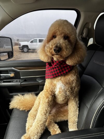 Fireside Pet Lodge - Chatfield, MN