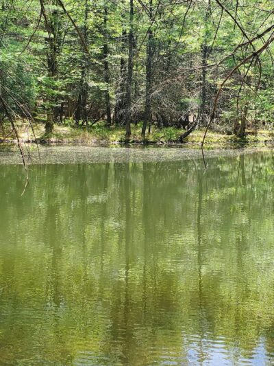 Harris - Chatham, NY