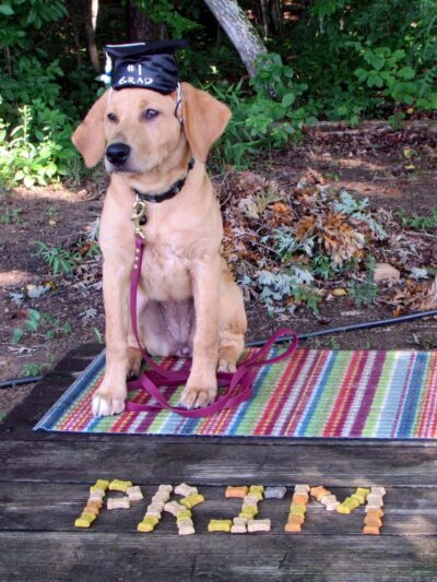 My Shadow Dog Training - Chatham, VA