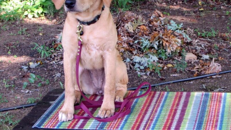 My Shadow Dog Training - Chatham, VA