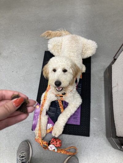 My Shadow Dog Training - Chatham, VA