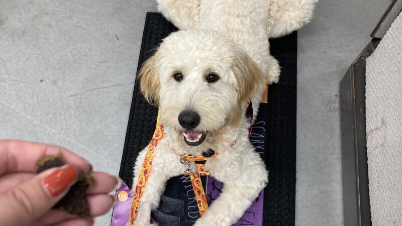 My Shadow Dog Training - Chatham, VA