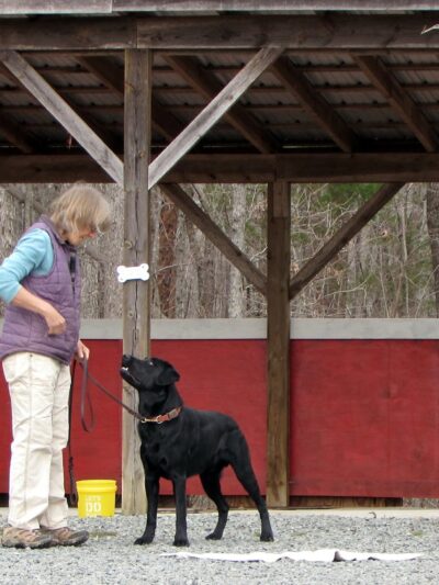 My Shadow Dog Training - Chatham, VA