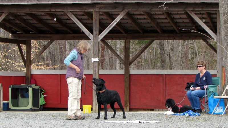My Shadow Dog Training - Chatham, VA