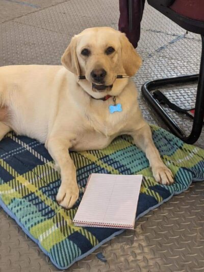 My Shadow Dog Training - Chatham, VA