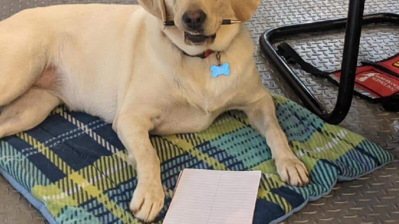 My Shadow Dog Training - Chatham, VA