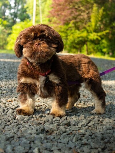 My Shadow Dog Training - Chatham, VA