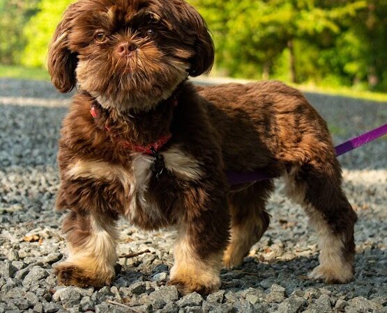 My Shadow Dog Training - Chatham, VA