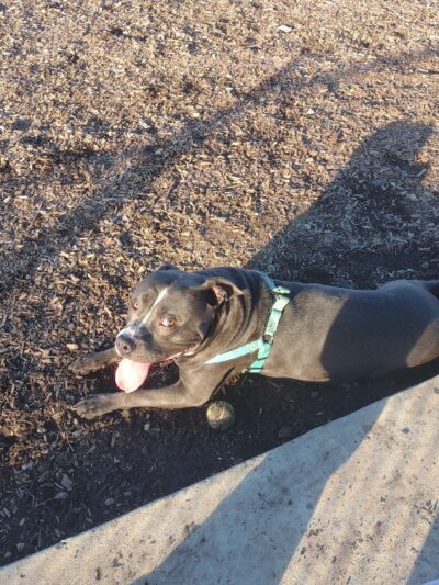 Pittsylvania Pet Center - Chatham, VA