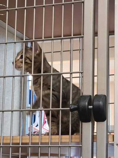 Pittsylvania Pet Center - Chatham, VA