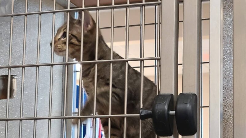 Pittsylvania Pet Center - Chatham, VA