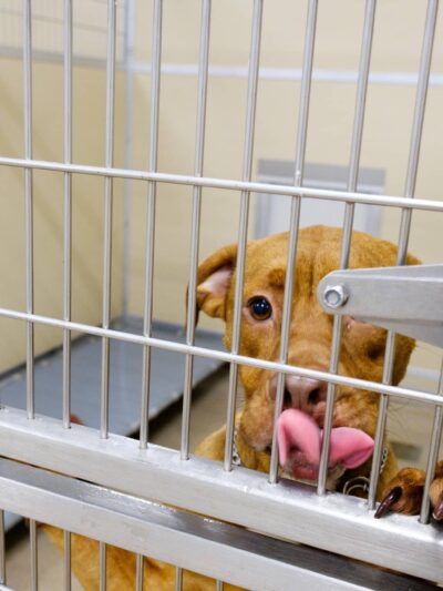 Pittsylvania Pet Center - Chatham, VA