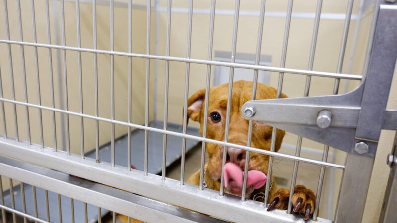 Pittsylvania Pet Center - Chatham, VA