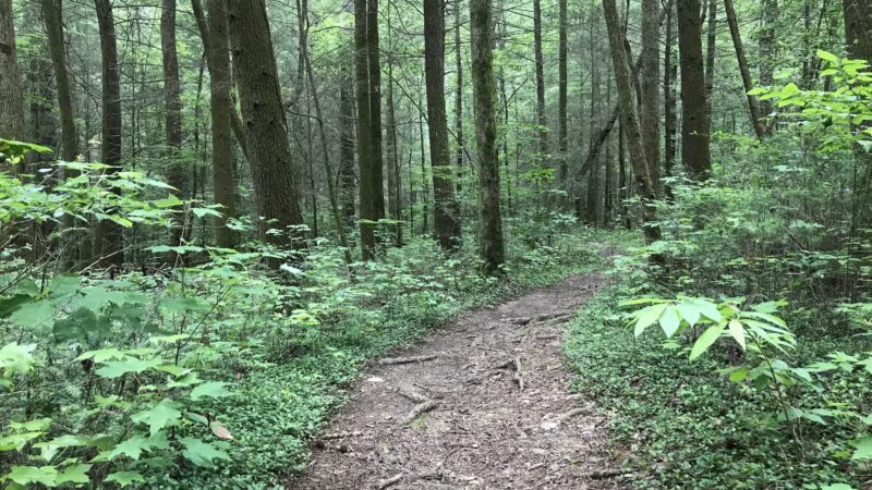 Emery Creek Trail Trailhead - Chatsworth, GA
