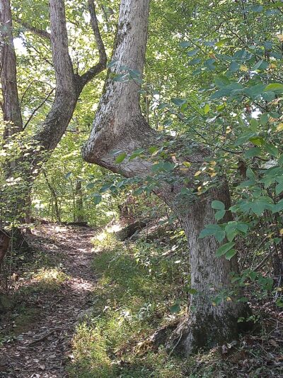 Hidden Pond Trail Songbird Management Area - Chatsworth, GA