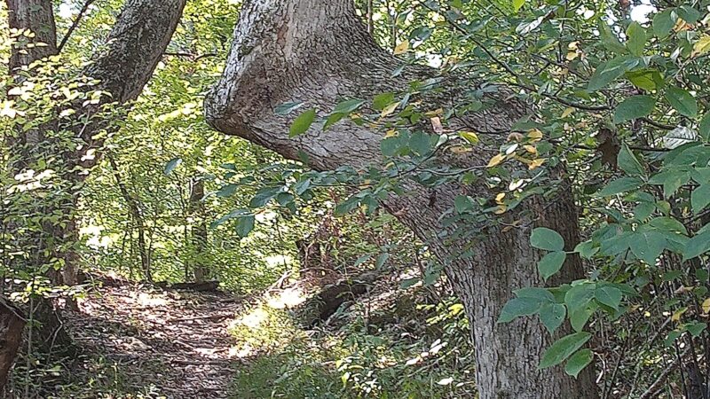Hidden Pond Trail Songbird Management Area - Chatsworth, GA