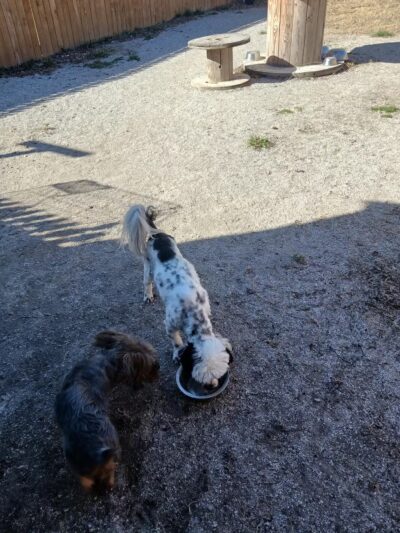 Checotah Bark Resort - Checotah, OK