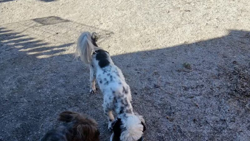 Checotah Bark Resort - Checotah, OK