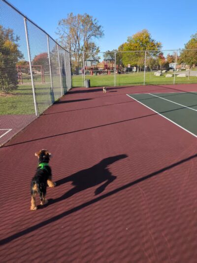 Dartwood Park - Cheektowaga, NY