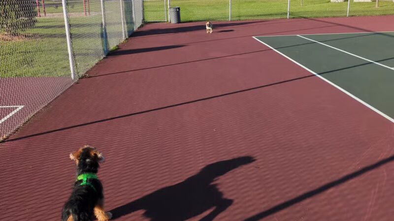 Dartwood Park - Cheektowaga, NY