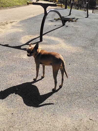 Mystic Dog Park & Outdoor Gym - Chelsea, MA