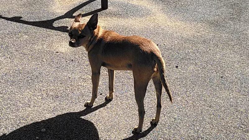 Mystic Dog Park & Outdoor Gym - Chelsea, MA