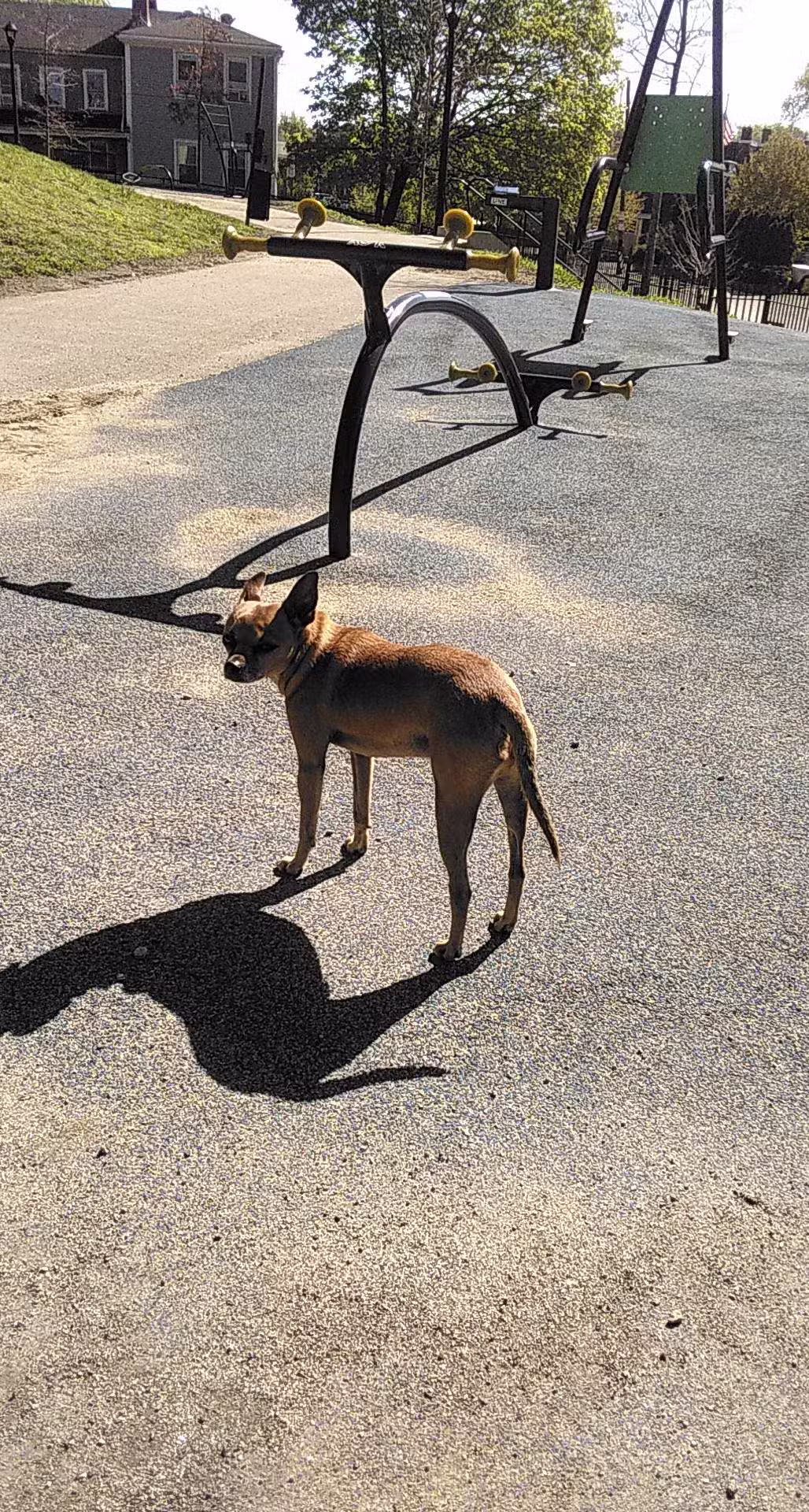 Mystic Dog Park & Outdoor Gym - Chelsea, MA