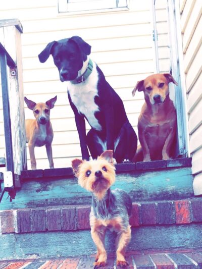 CherishedPawsCare - ,