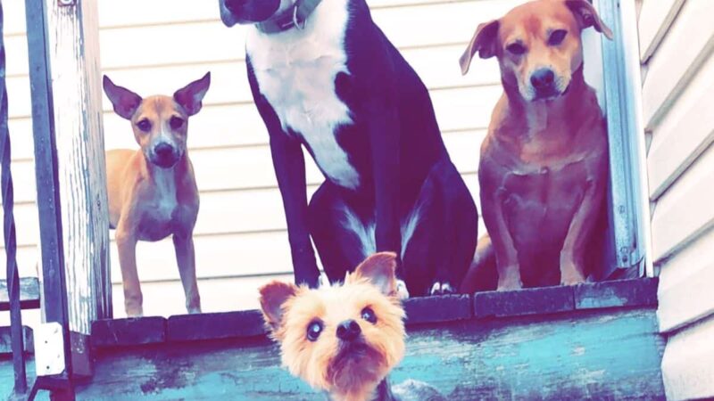 CherishedPawsCare - ,